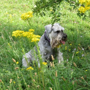 长毛灰狗坐在草地上