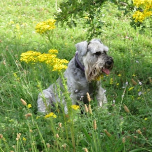 long-coated grey dog sitting on grass field