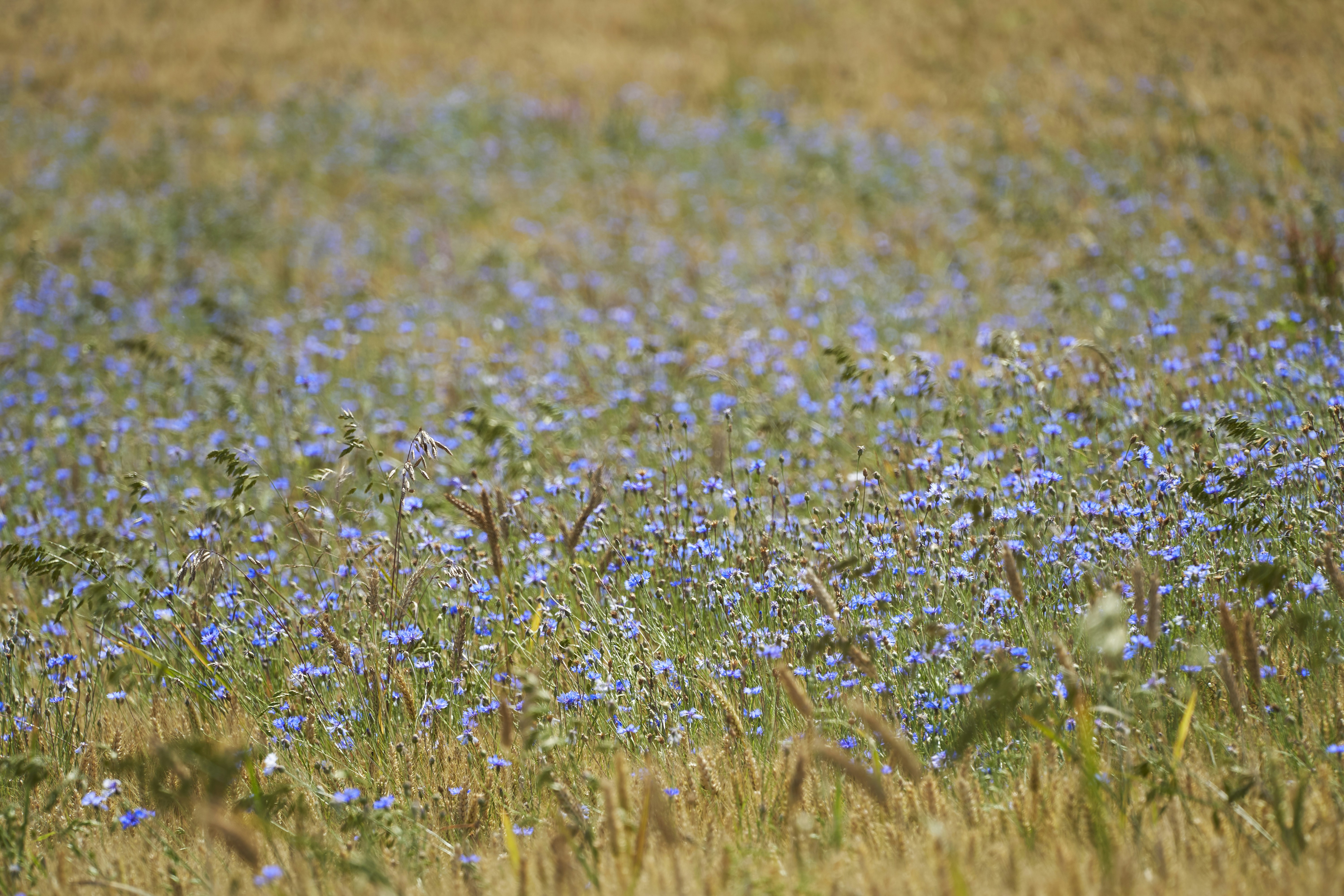 Photo by wolfgang_hasselmann