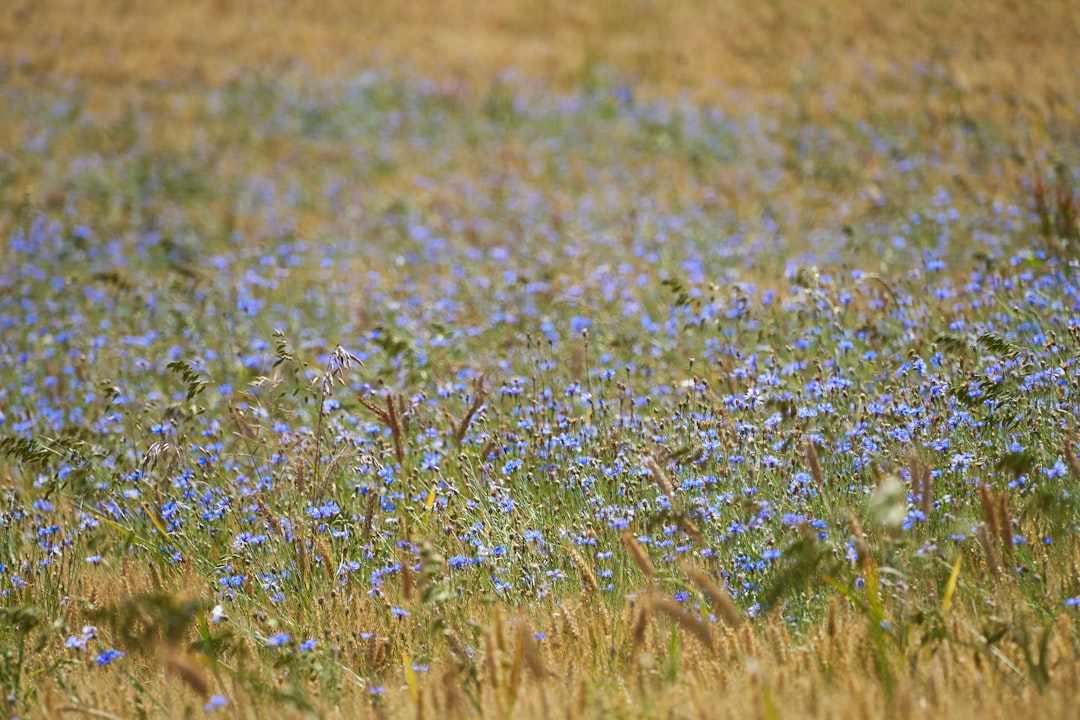 purple flower field during daytime