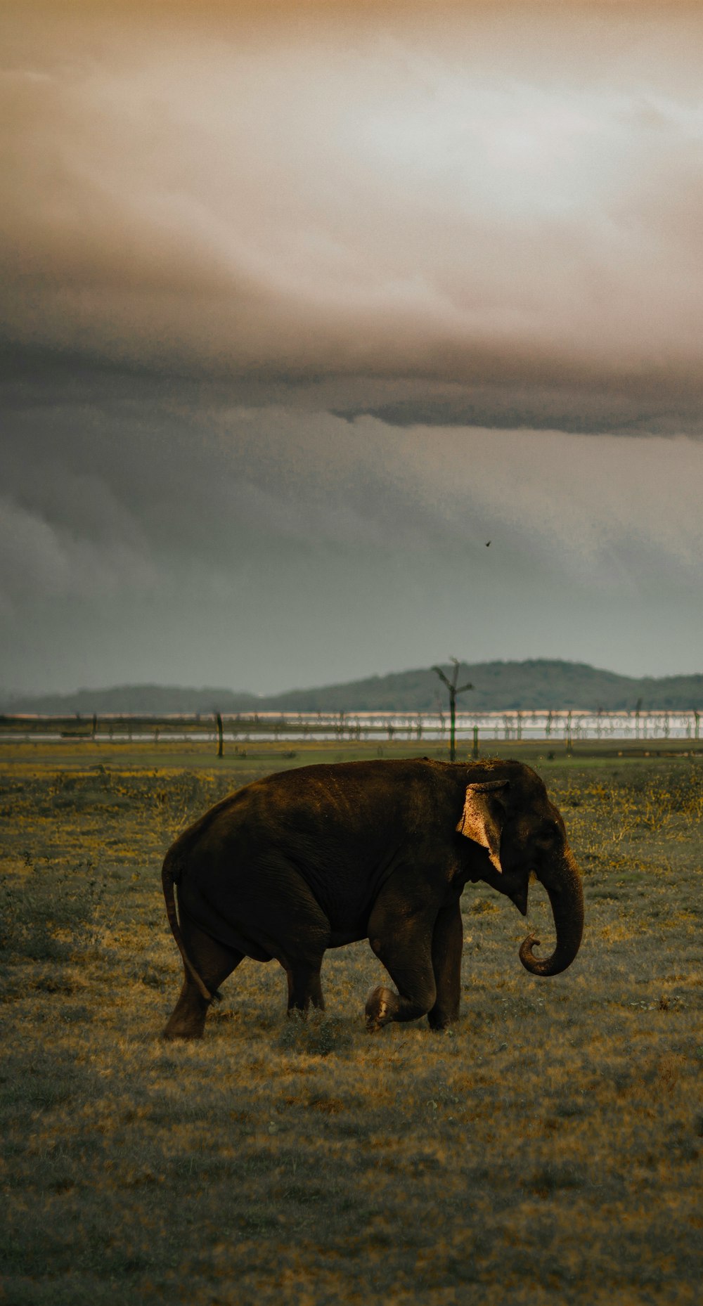 grayscale photo of elephant on field