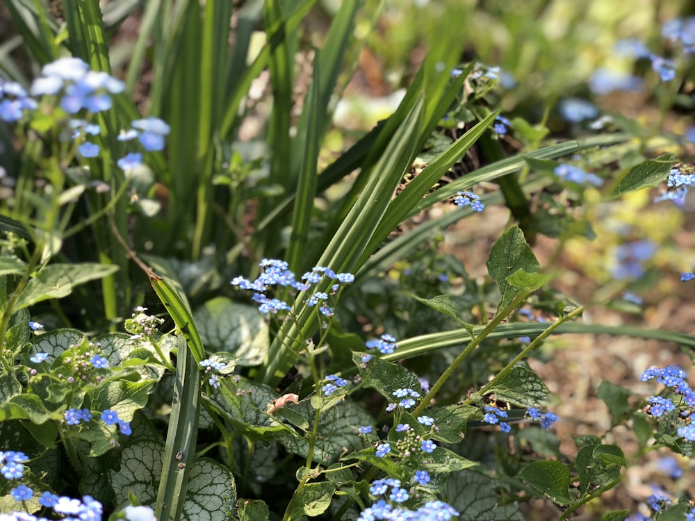 blue petaled flower