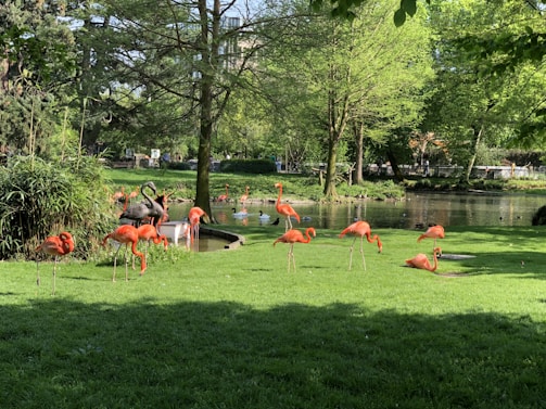 A group of flamingos stands on vibrant green grass near a pond, surrounded by lush trees and foliage. The pond in the background contains other waterfowl, adding to the scene's natural beauty.