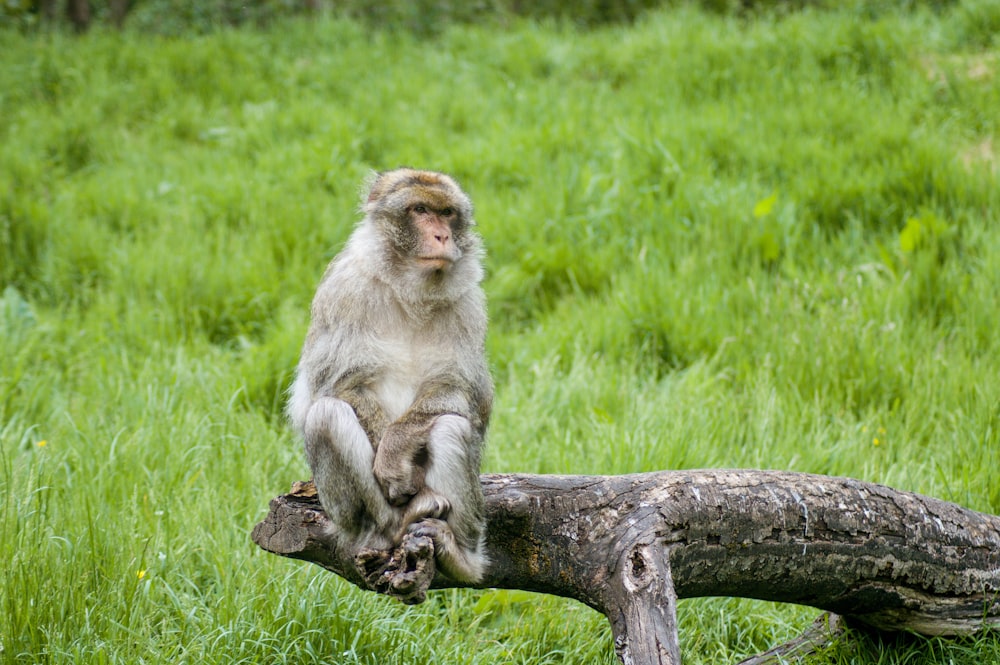 brown primate