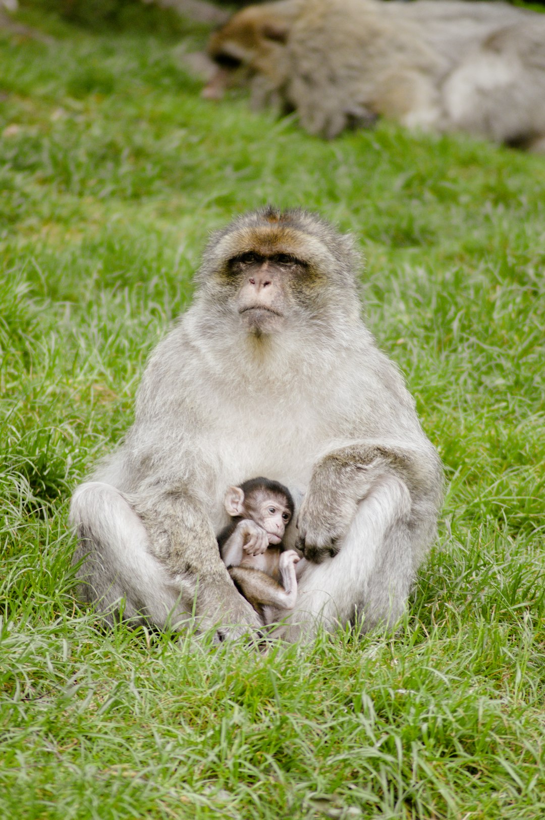 gray monkey sitting on grass