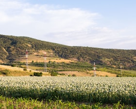 A vibrant farm landscape in Nashik with workers harvesting fresh onions under a bright sky.