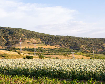 Lush green Nashik farm fields with workers harvesting fresh onions under a clear sky.
