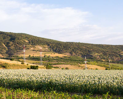 A vibrant farm field in Nashik with workers harvesting fresh onions under a clear sky.