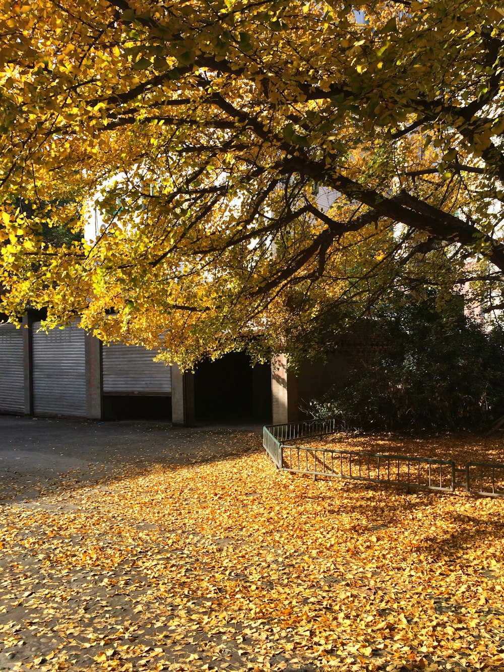 yellow tree