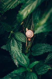 brown snail