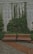 Two wooden benches with black metal frames are placed on a tiled pathway, surrounded by lush green foliage and climbing plants on a large concrete wall.