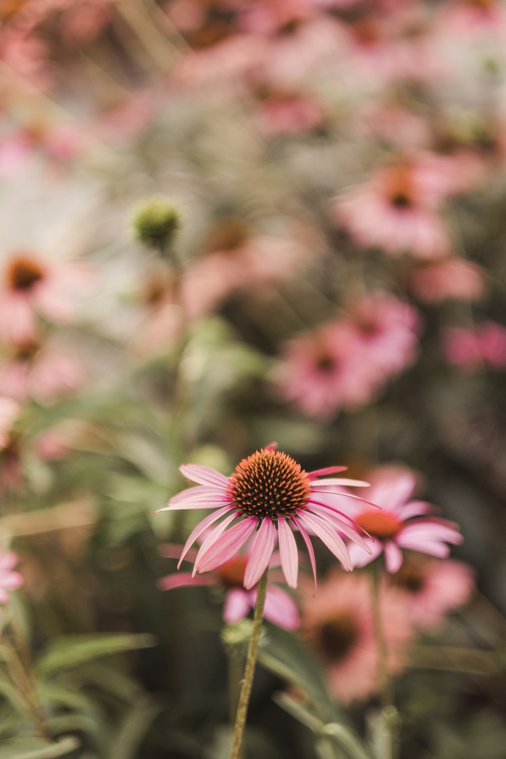 Wildflowers 61 best free wildflower flower  plant and 