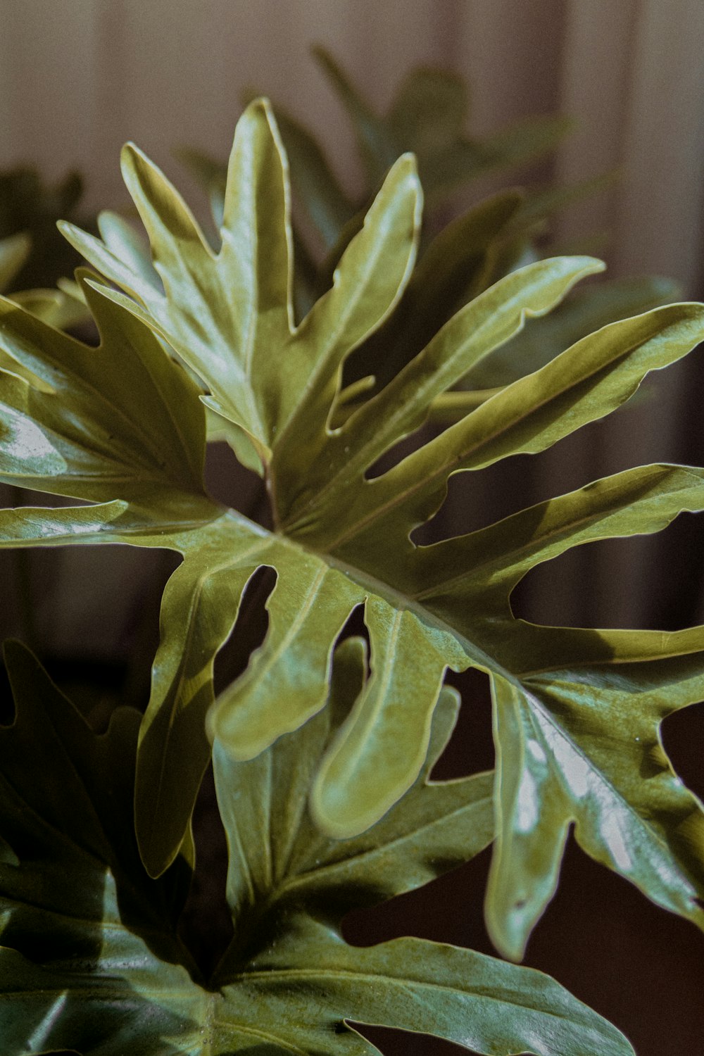 green-leafed plant