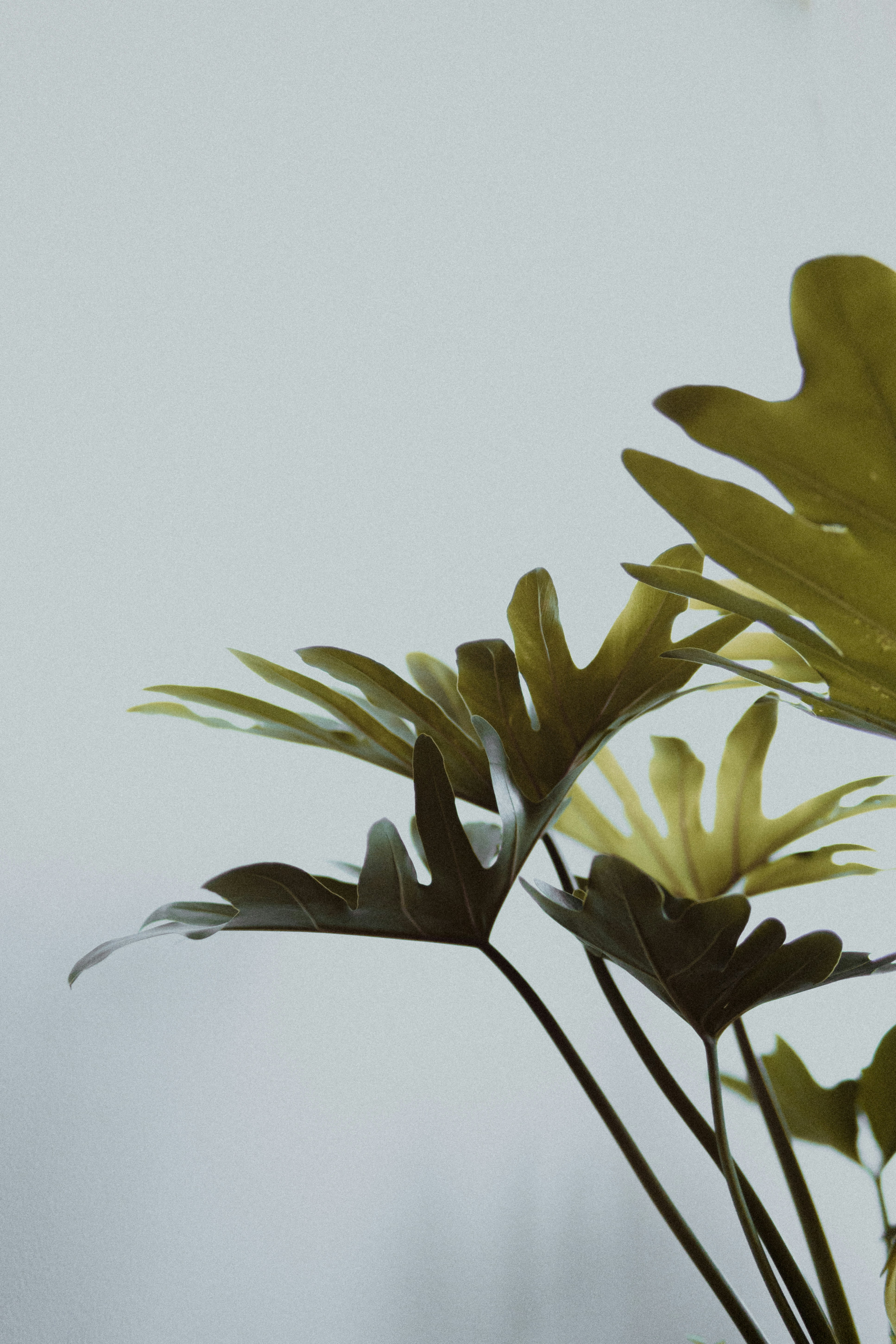 Photo by glaubersampaio