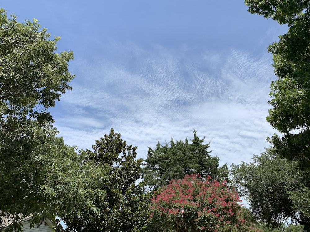 green trees under blue sky