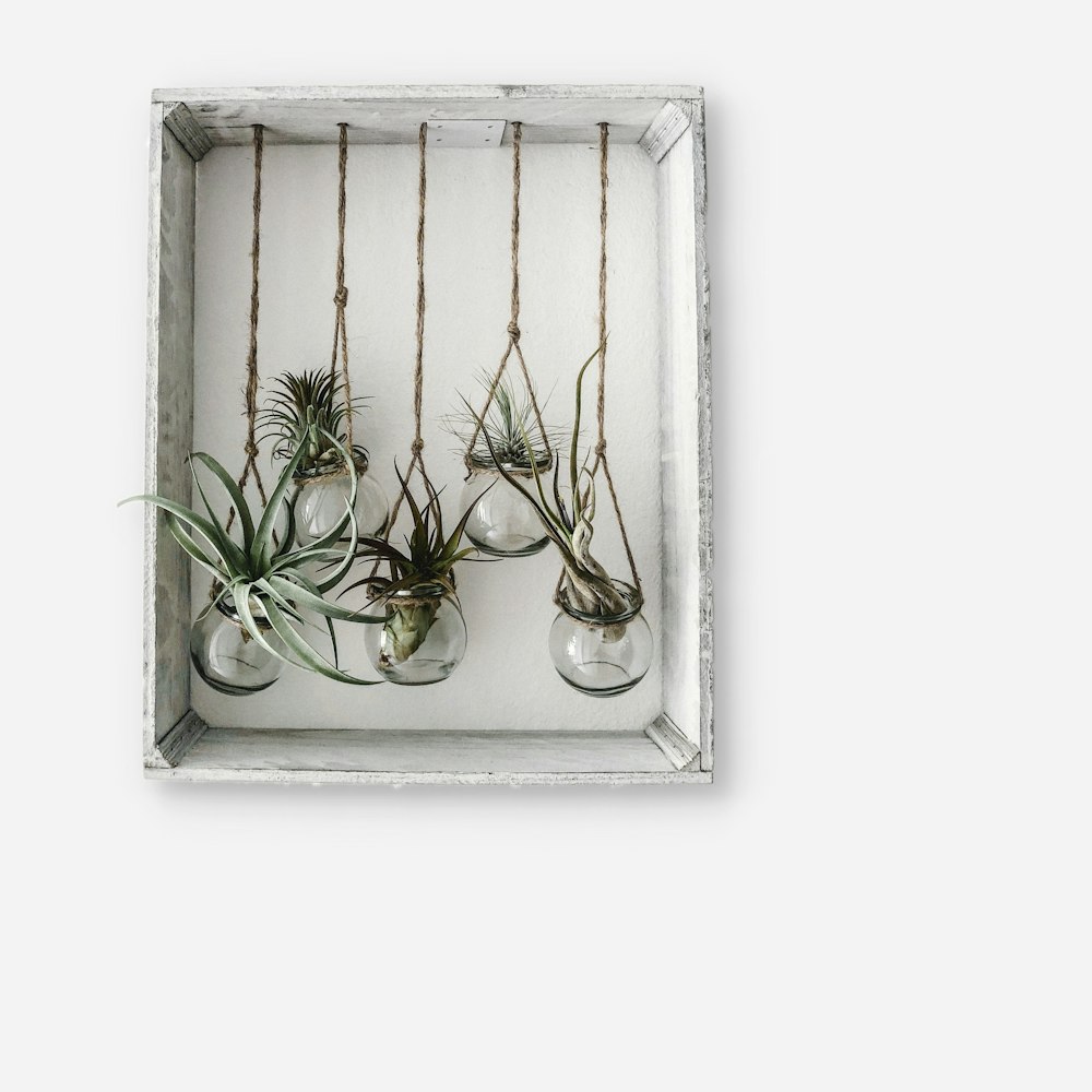 five plants hanging on white shelf