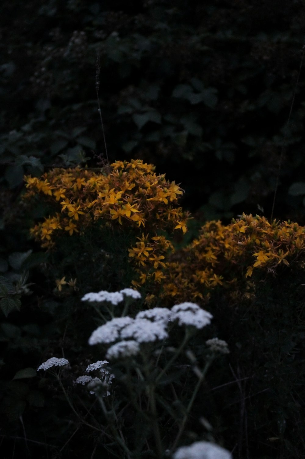 yellow petaled flower near a white petaled flower close-up photography