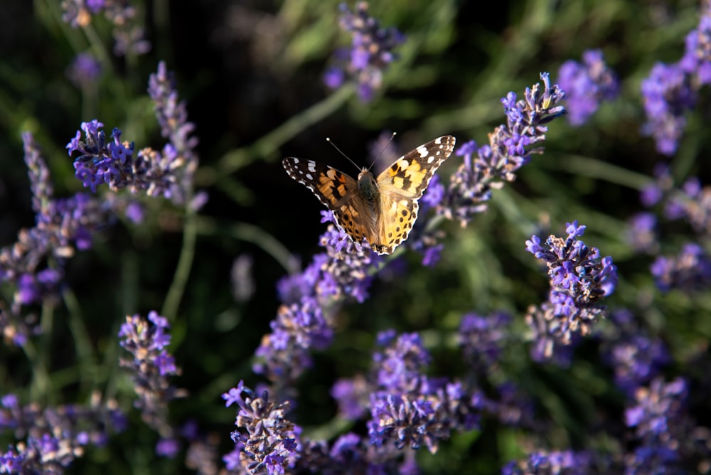 yellow butterfly in a purple flower plant close-up photography
