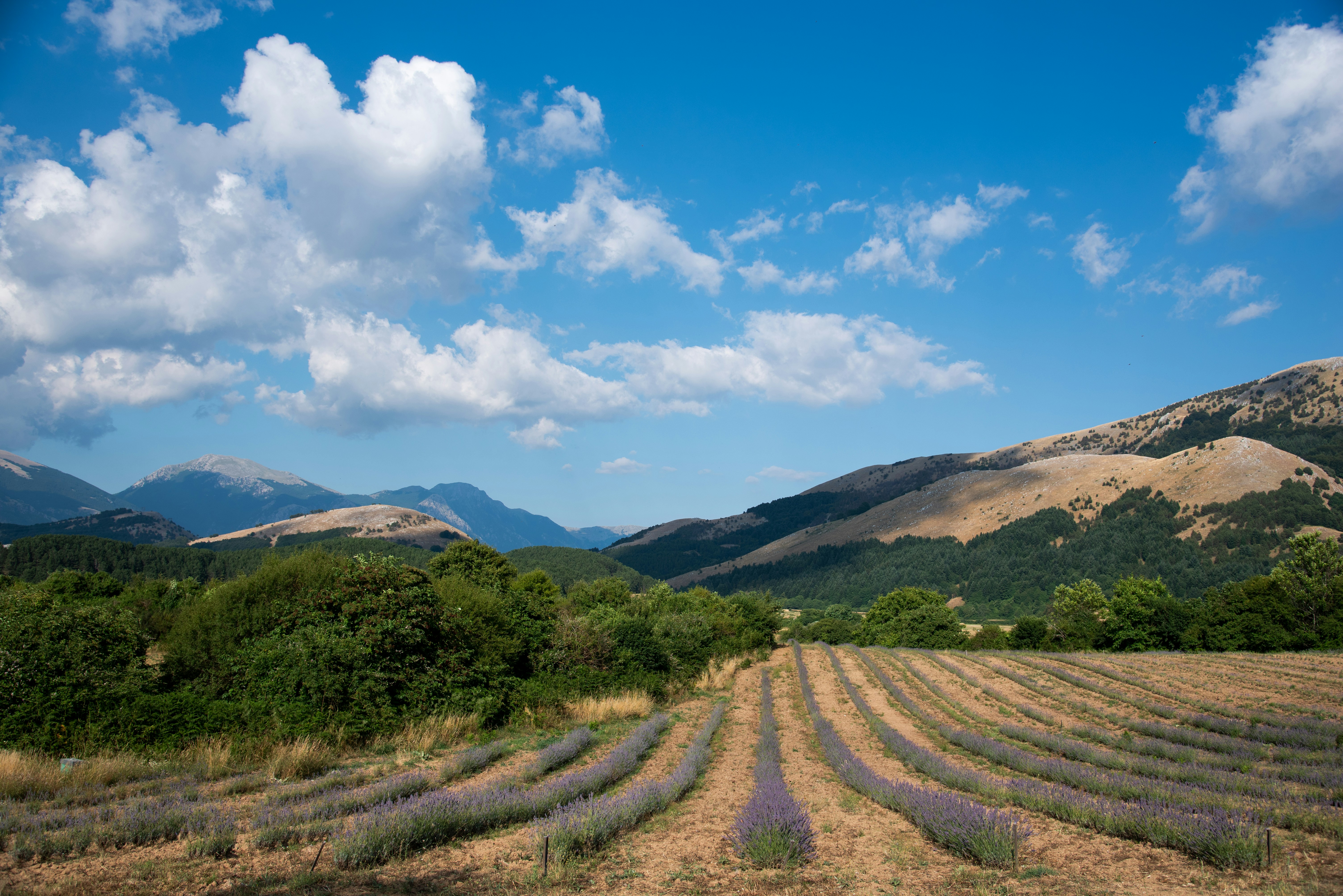 Photo by serenarepice