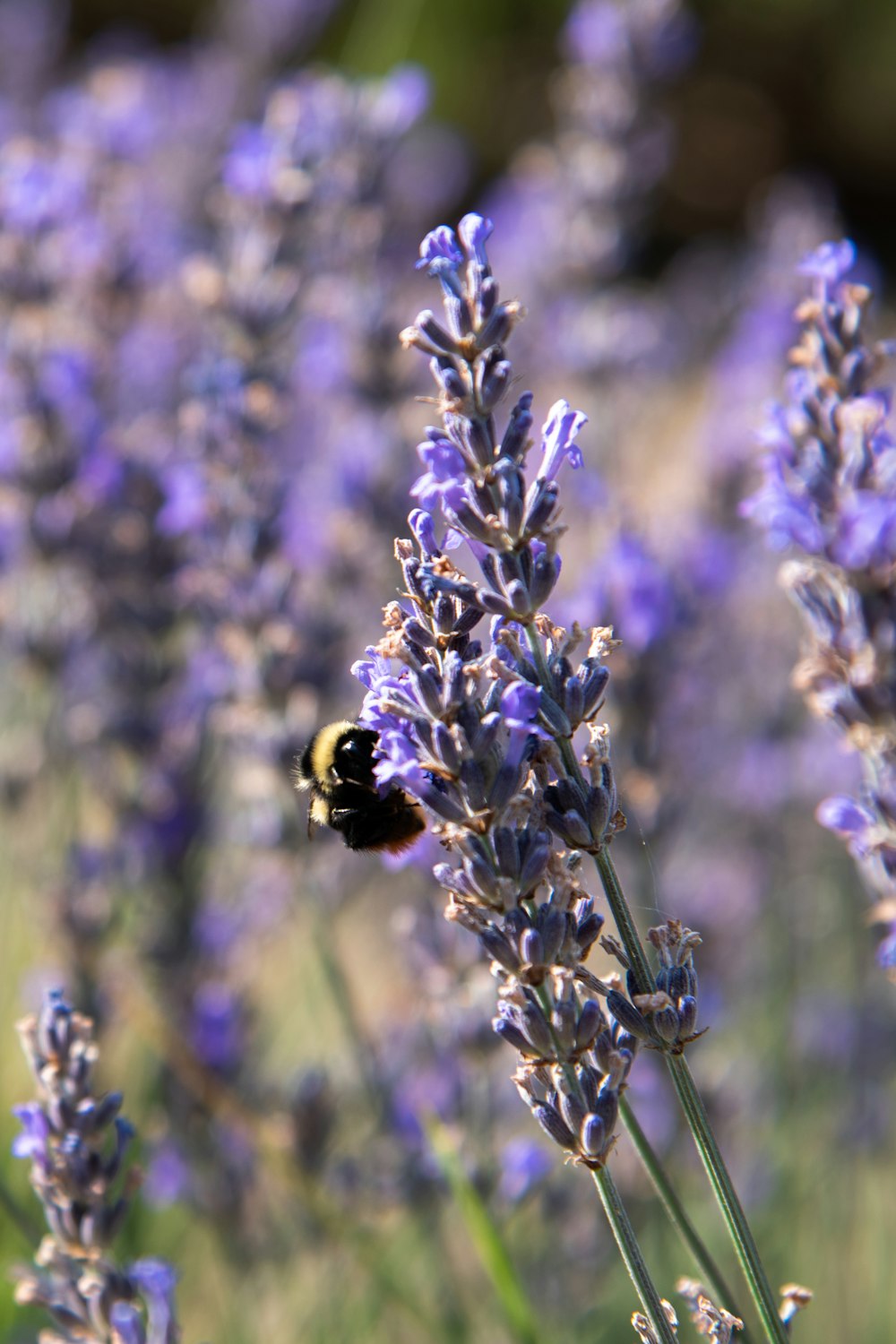 selective focus photography of bee fetched on flower