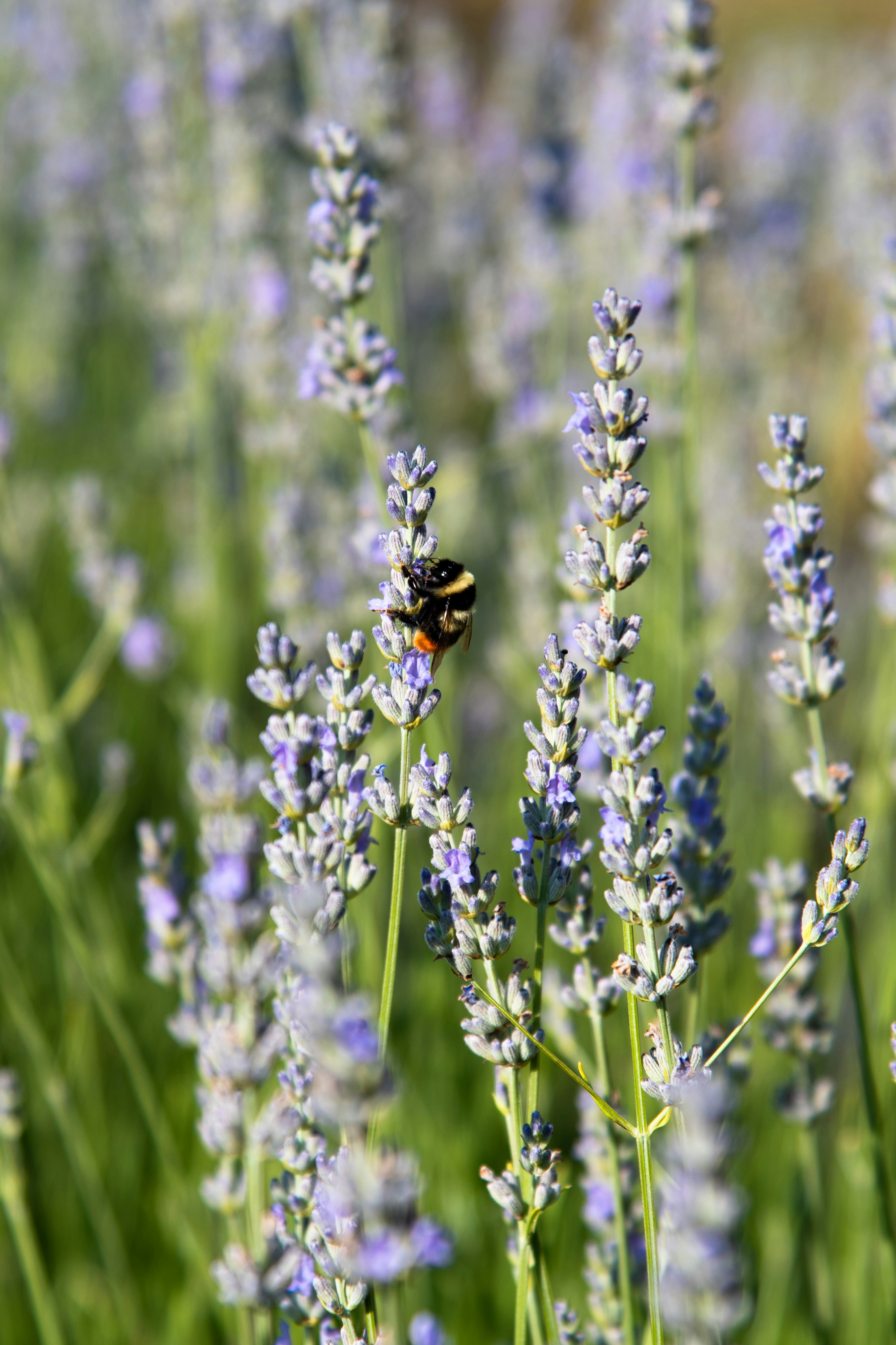 Photo by serenarepice