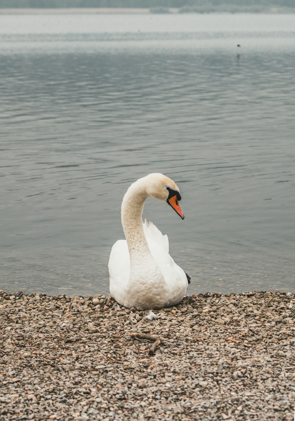 white swan on shore during daytime