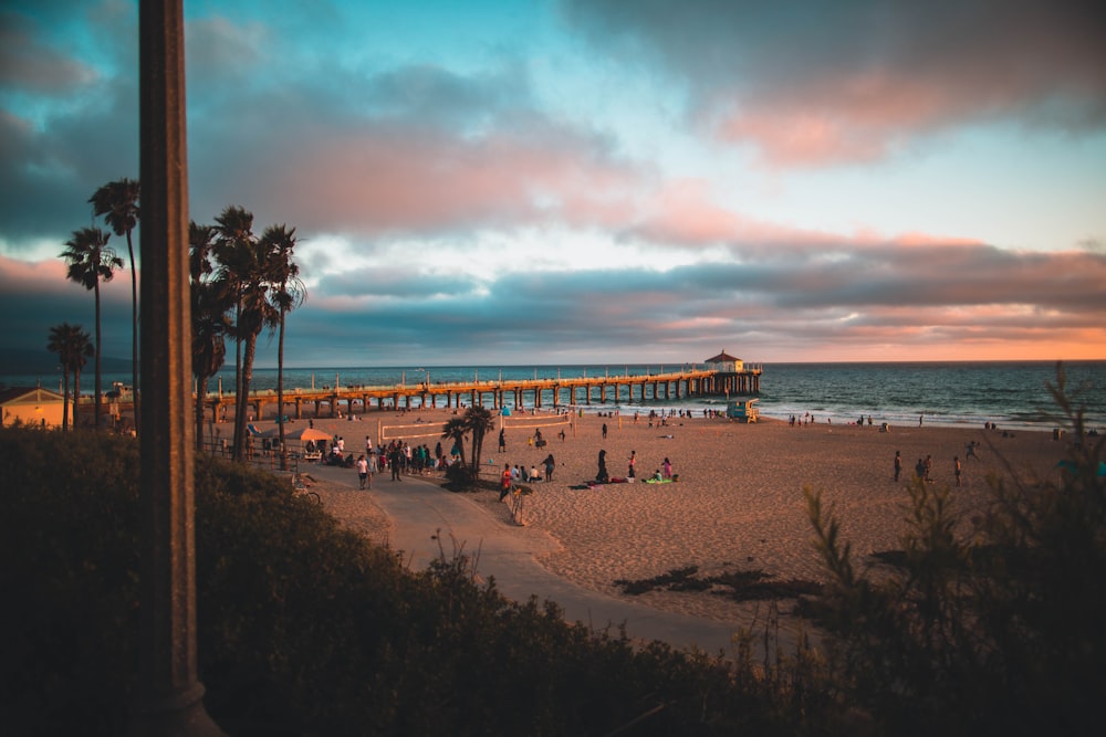 brown wooden boardwalk seashore scenery