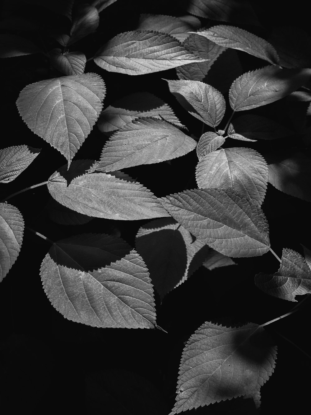 green-leafed plant