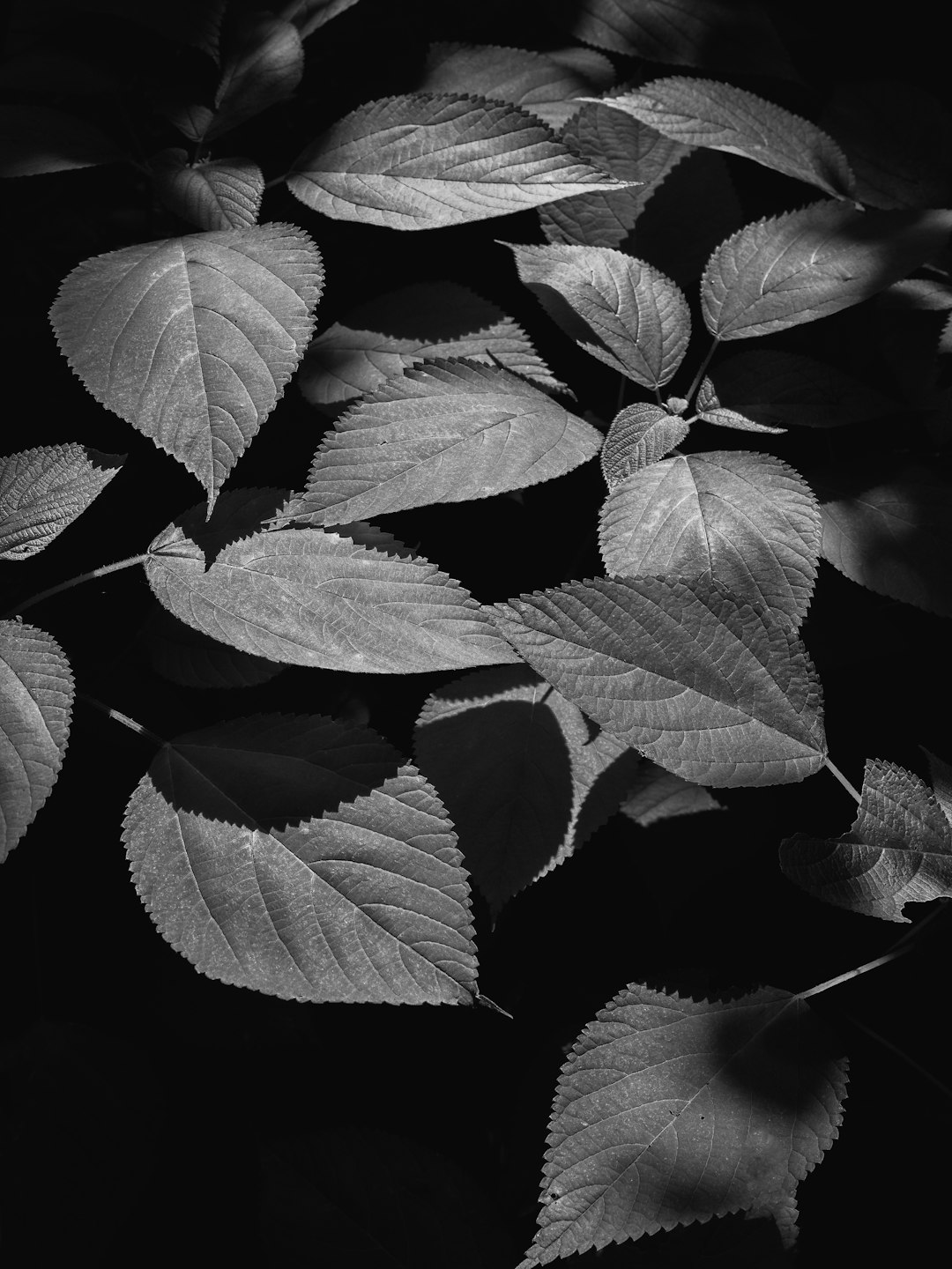 green-leafed plant