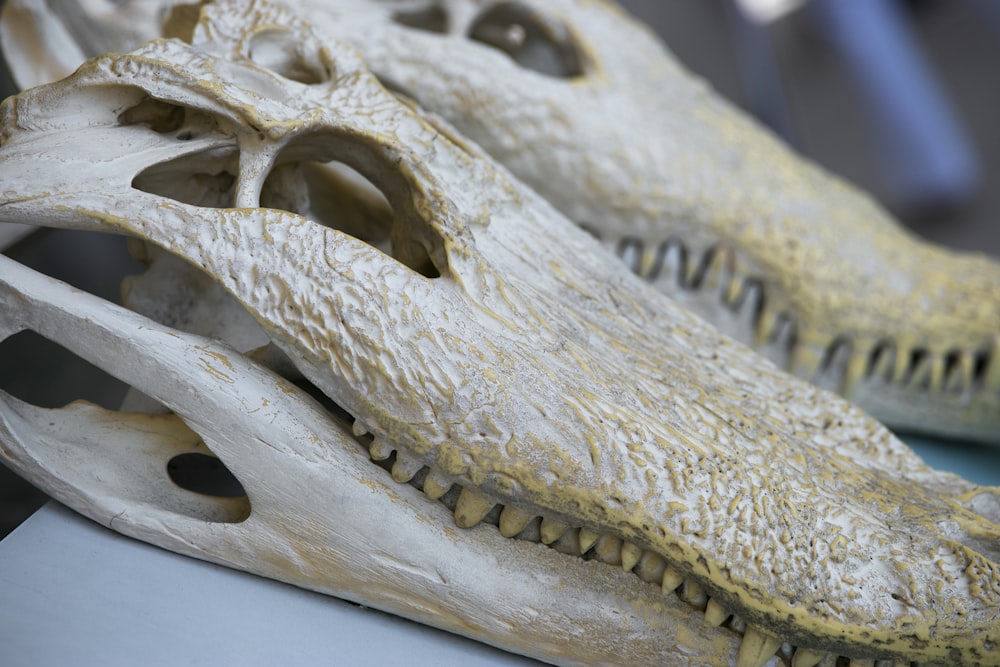 two white crocodile skulls