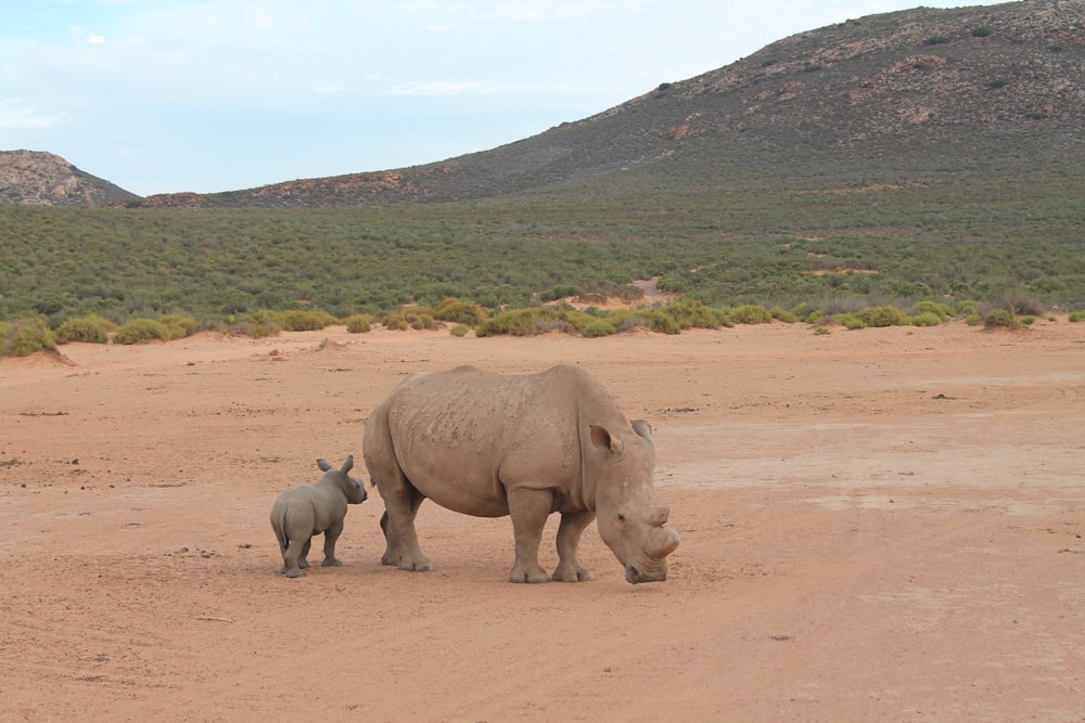 two brown rhinoceros outdoor during daytime