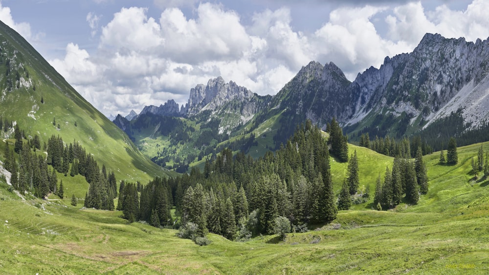 green pine forest