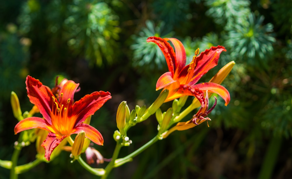 orange-and-yellow petaled flowes r