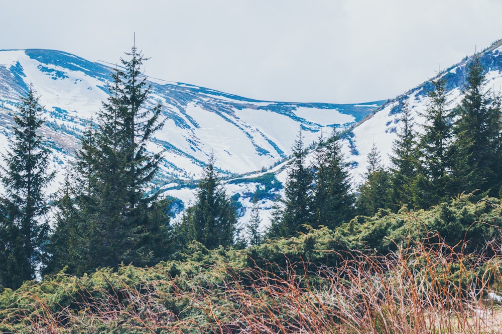 green-leafed trees