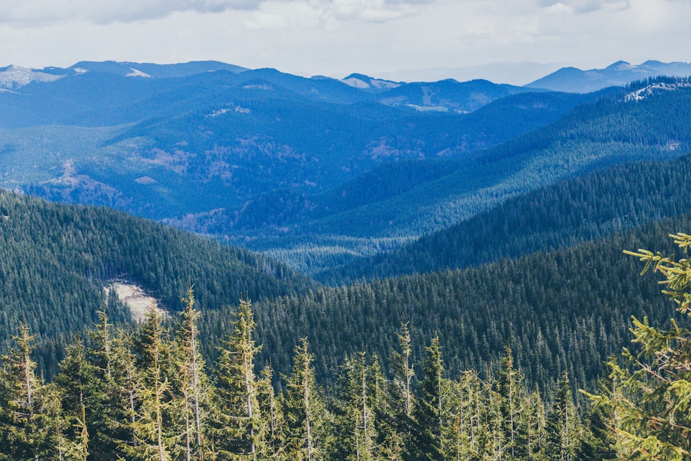 green pine trees during daytime