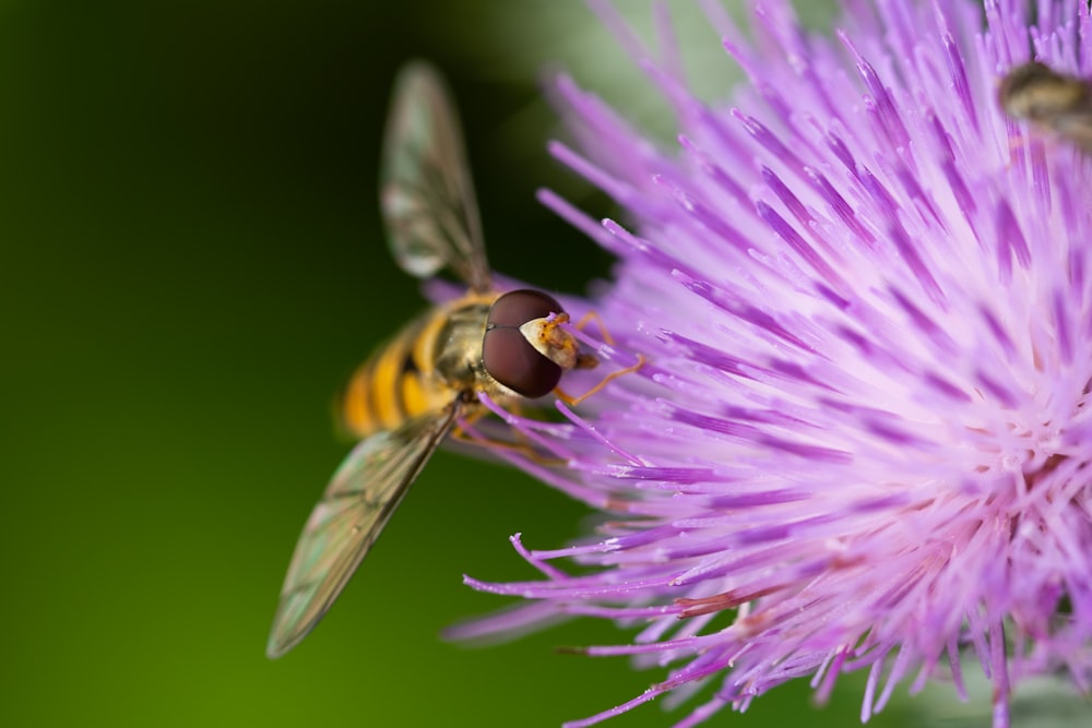 yellow bee on purple petaled flower