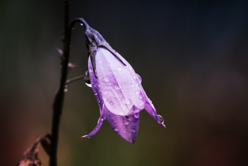 wet bell shaped flower