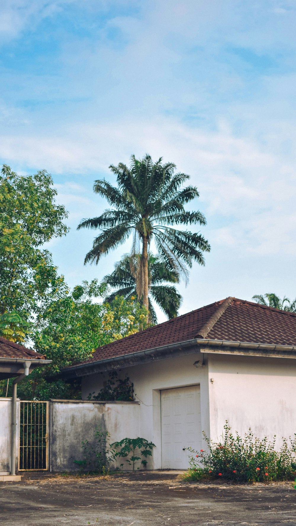 green palm trees beside white concrete house
