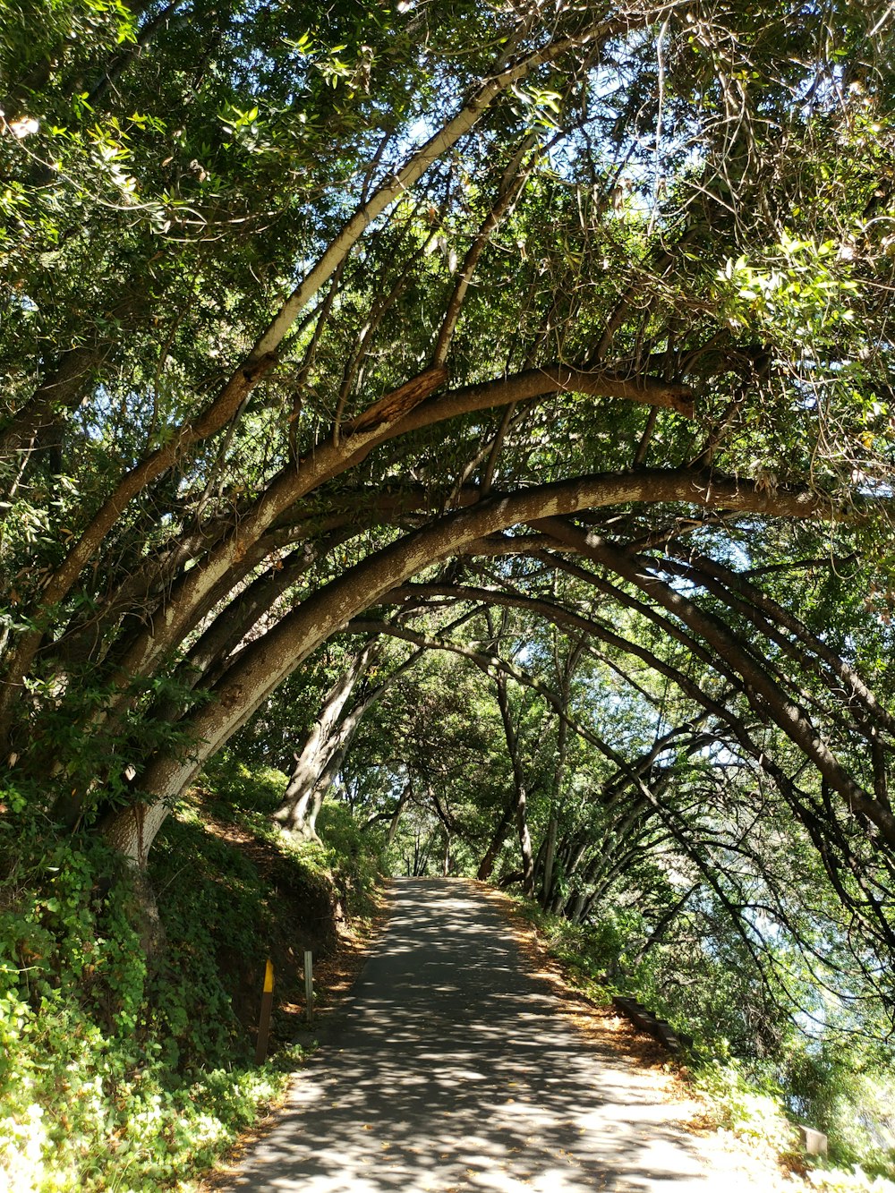 pathway beside trees at daytime