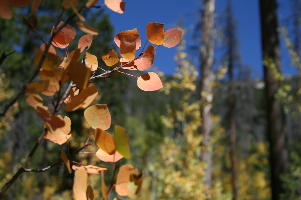 日中の褐葉樹のセレクティブフォーカス撮影