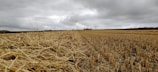 A vast, harvested field with golden straw covering the ground. Wind turbines are visible in the distance under a cloudy, gray sky.