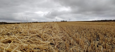 A vast, harvested field with golden straw covering the ground. Wind turbines are visible in the distance under a cloudy, gray sky.