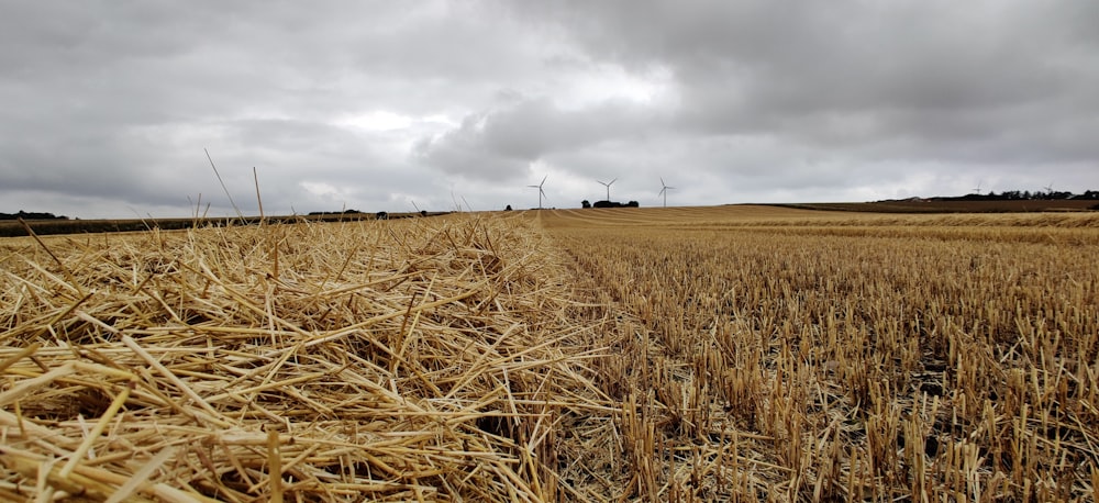 cut brown grasses on field under grey cloudy sky