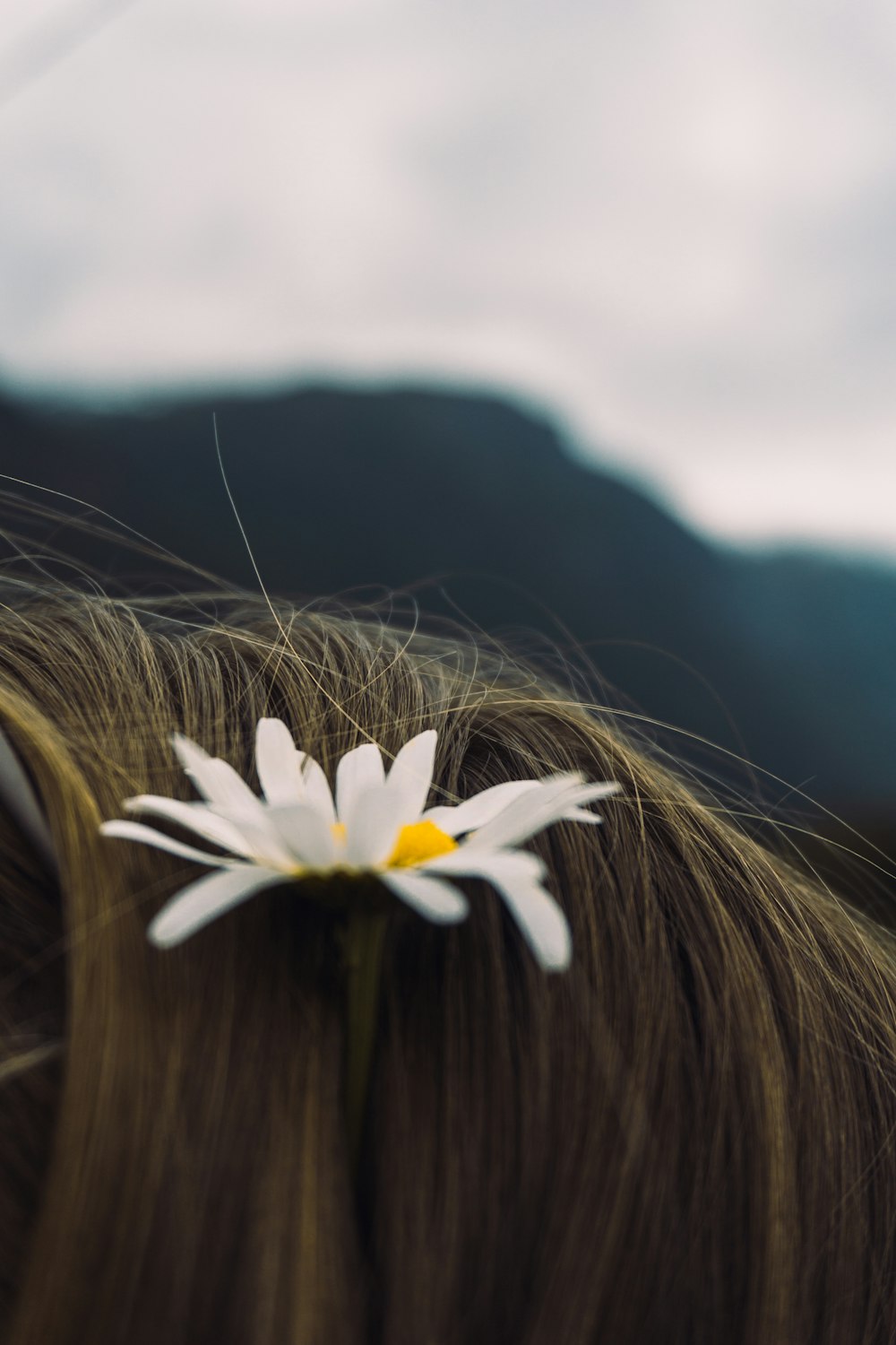 daisy flower