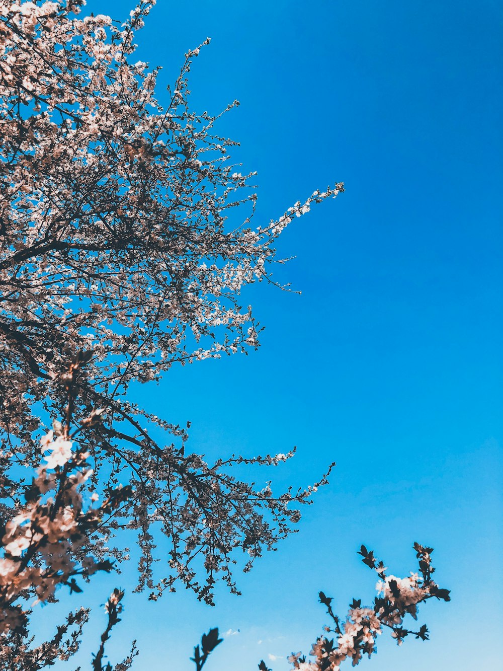 albero sotto il cielo blu photo – Photo Bleu Gratuite sur Unsplash