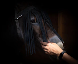 Close-up of a caring hand gently holding an equine's muzzle against a misty morning backdrop.