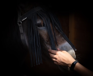 A hand gently touches the muzzle of a horse. The horse's head is fitted with a fly mask featuring hanging fringes, partially obscuring its face. The lighting is dim, emphasizing the texture of the horse's coat and the soft touch of the hand.