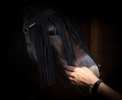 A hand gently touches the muzzle of a horse. The horse's head is fitted with a fly mask featuring hanging fringes, partially obscuring its face. The lighting is dim, emphasizing the texture of the horse's coat and the soft touch of the hand.
