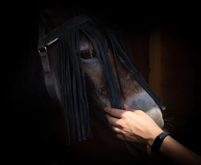 Close-up of a caring hand gently holding an equine's muzzle against a misty morning backdrop.