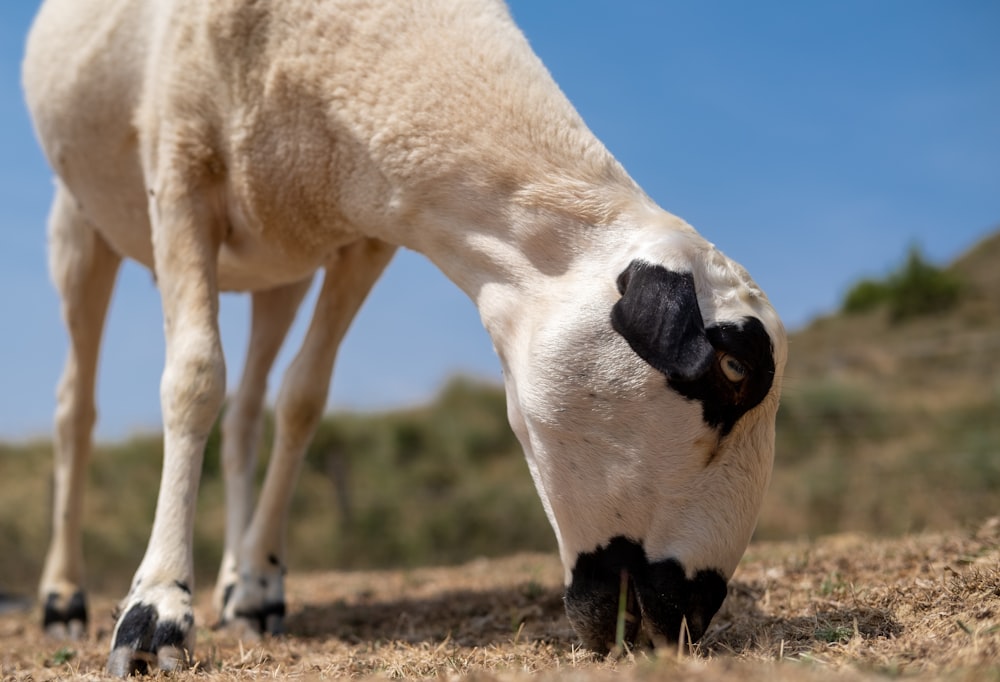 white and black goat grazing grass